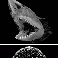 Three images of shark teeth and jaws done with x-ray and other imaging techniques.