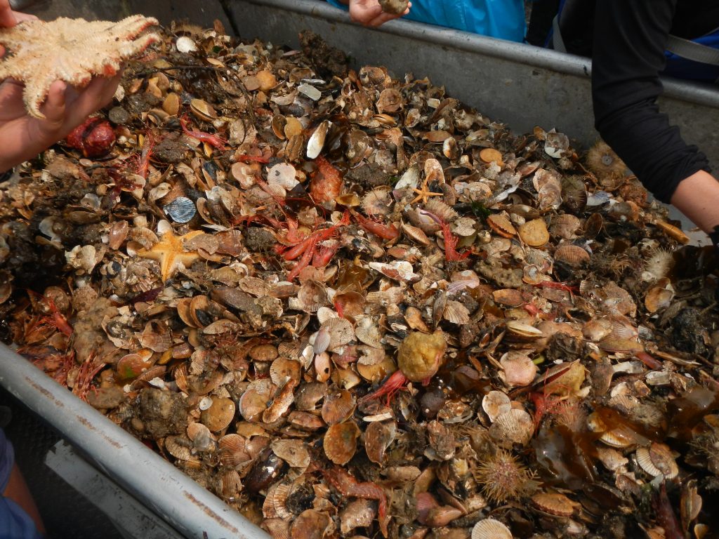 A pile of various shellfish, sea stars, urchin, shimp, and other marine life.