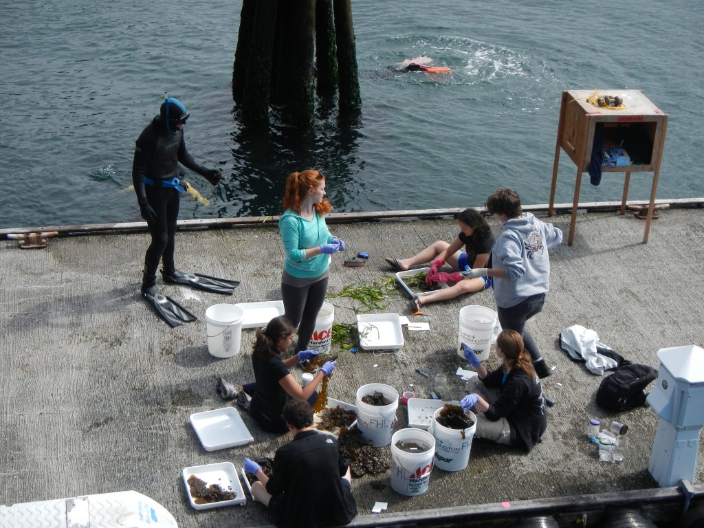 Students gathered on concrete platform with buckets looking at varied marine life. There is a student on the dock in full snorkel gear and another in the water.