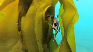 A crab on a blade of kelp.
