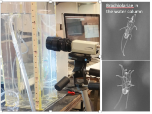 A camera pointing at a water and piping on the left with images of Brachiolariae on the right.