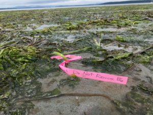 Tidal flats with seaweed and a pink marker with the words "Do Not Remove B6" written on it.