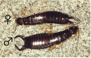 Two earwigs (one with a male symbol and one with a female symbol) presented end to end.