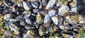 A collection of mussels on the shore.