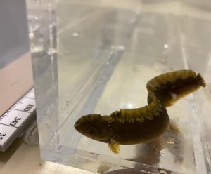 A prickleback fish in a tank.
