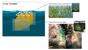 A diagram demonstrating natural "scrubbers" for excess nutrients and carbon in water systems.