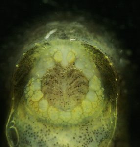 The mouth of a lumpsucker