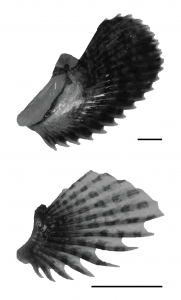 Scans of sculpin fins in black and white