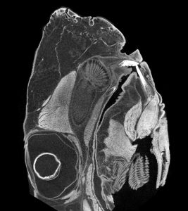 A cross scan of a fish head