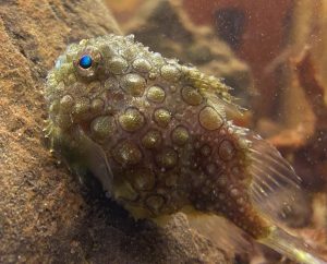 A side view of a lumpsucker