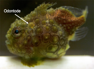 Macro photograph of a live Pacific Spiny Lumpsucker showing the pattern and placement of odontodes. This whole individual was 5.6 cm long.