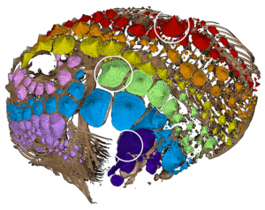 Pacific Spiny Lumpsucker micro-CT image. Patterns of the eight rows of odontodes are shown in different colors. White circles highlight individual odontodes we tracked through development.