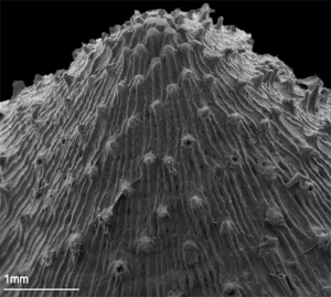SEM of an individual odontode, showing spiral pattern and damage. Some tips are broken while others are abraded and worn down.