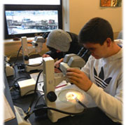 Students viewing plankton with dissecting microscopes.