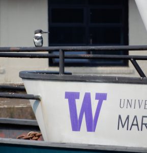Bobby Fisher (adult male Belted Kingfisher from the FHL family) perches on a UW FHL research boat.