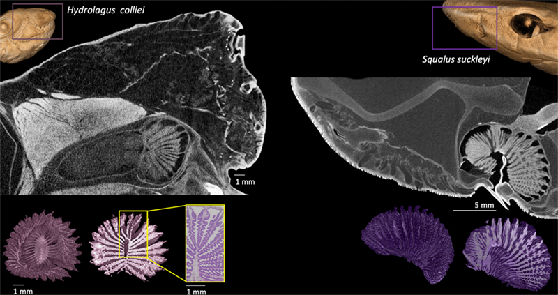 Fig. 1: Contrast enhanced microCT images of spotted ratfish (<i>Hydrolagus colliei</i>; left) and Pacific spiny dogfish (<i>Squalus suckleyi</i>; right). The top images show 3D reconstructions of the entire head. The black and white images are slices through the reconstructed head (location indicated by the box). From these scans, olfactory organs can be 3D reconstructed, and sectioned in different planes. In combination with histology (shown here for the ratfish), we can gain information about where the sensory structures are distributed in these structures.