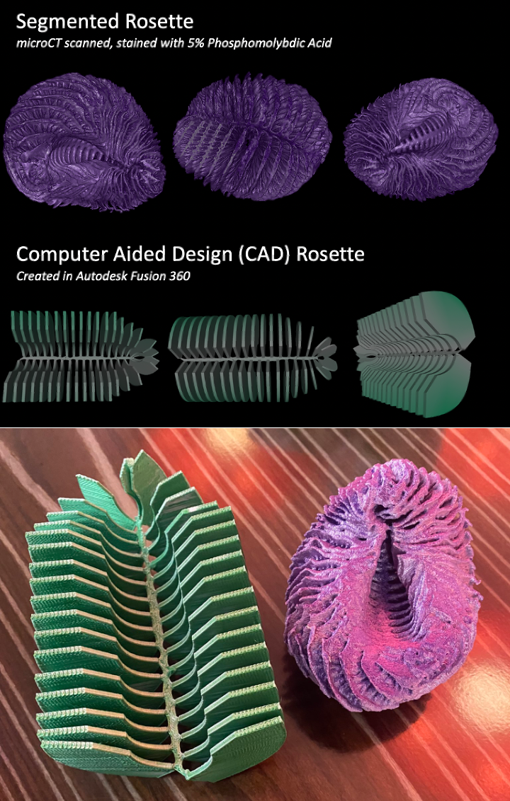Fig. 2: Using the anatomically complex model of the olfactory organ, we can generate simplified versions of these structures to better understand waterflow and morphology.