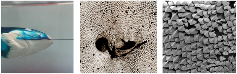 Fig. 3: Amani’s Fish Class project used a combination of dye flow visualization (left), microCT (middle), and SEM (right) to ask the question: how do nasal dermal denticles impact water flow into and around the nostril?