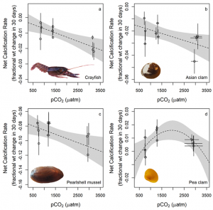 Fig. 1: Growth rates for three of the four species tested decreased as CO2 increased. Pea clams grow faster with slight increases in CO2 (decreased pH) but are unable to maintain faster growth at the highest tested CO2 concentrations.