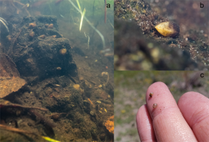 Fig. 2: These pea clams are quite small as adults! A) Sometimes they are buried in the mud, sometimes they sit out on rocks. B) Closeup view of a clam sitting on a rock. C) My hand isn’t exceptionally large, but it is there to show approximate scale.