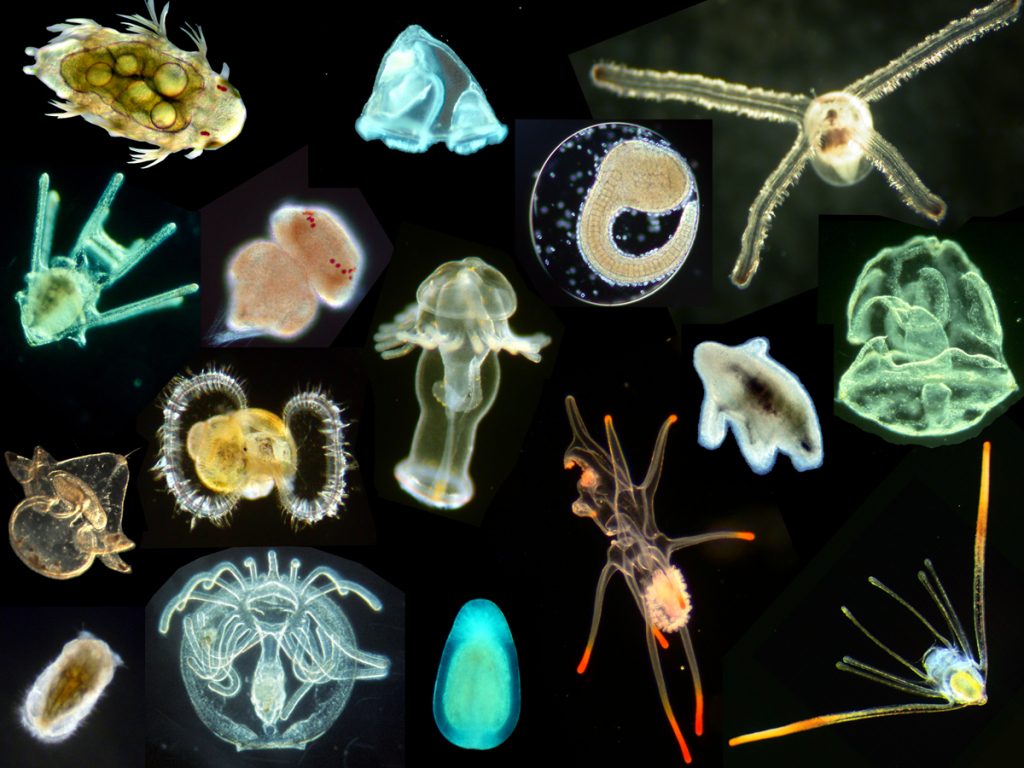 composite larvae s