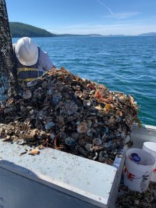 Researcher looks through trawled biomatter