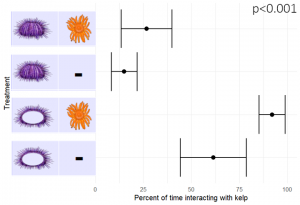 Fig. 1: Mean proportion of time urchins spent interacting with kelp in the experimental arena in one hour. Treatment combinations shown are: first symbol – solid urchin = fed, hollow urchin = starved; second symbol – Pycno present, Pycno absent.