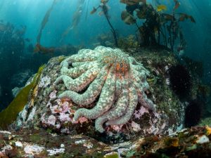 A sunflower star found at Eagle Cove in August 2022. This individual was roughly 50 cm in diameter. Photo credit: <a href="http://dinblaabaghave.dk/" target="_blank">Tim Dencker</a>.