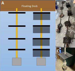 Fig. 1: Settling plates. (A) Graphical depiction of setting plates hanging off of floating docks by a rope and positioned at various depths in the water. One rope holds 4 caged plates, and the other holds 4 uncaged plates. I study the ascidians that settle on the bottom of the settling plates. (B) Photo of full settling plate set-up after removal in October 2022. (C) Photo of settling plate (6”x6”) prior to experiment.