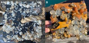 Fig. 2: San Juan Island settling plates. (A) FHL docks settling plate covered primarily in barnacles and worm tubes. (B) Corresponding settling plate from Roche Harbor covered in many different ascidians including non-native Botrylloides violaceus (orange colonies) and native Corella inflata (transparent solitary ascidians).