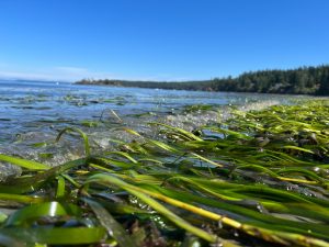 A low shot of eel grass in a low tide on a bright blue day.