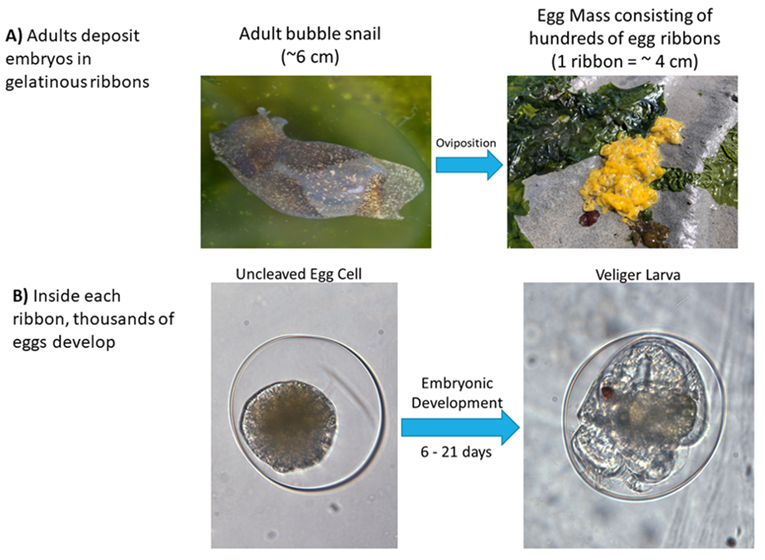 Fig. 1: Haminoea vesicula egg deposition and embryonic development inside gelatinous masses.