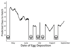Fig. 3: Output of the predictive mathematical model. This shows how many days it would take an embryo to hatch if parents deposited it at a certain time. Lower days to hatch is better – the embryos that grow quickly also happen to grow to a larger size (not shown in this graph), so quicker development really is better here. The skulls represent times when embryos that are deposited in those windows would eventually die from temperature stress.