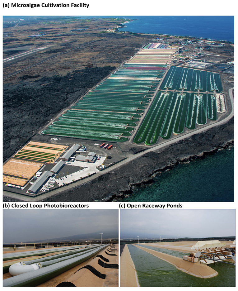Fig. 2: a) A microalgae cultivation facility along the Kona Coast of the Big Island of Hawai'i (image provided by the Cyanotech Corporation). This facility employs a hybrid approach for growing microalgae using b) closed loop photobioreactors and c) open raceway ponds. From Greene et al. 2016; 2022a.