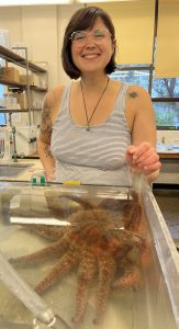 Fig. 1: Allie with Harriet, one of the adult Pycnopodia in the Hodin lab, January 2023. Image credit: Ashley Kidd.