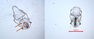 Fig. 5: Images of larvae on week 2 from the Control (left) and Imidacloprid (right) treatments. At this stage they are barely visible to the naked eye. While adult sea stars have multiple arms, radial symmetry, and move using tube feet, they actually start out as swimming, bilaterally-symmetrical larvae with no arms. Image credits: Allie Tissot.