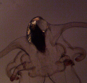Fig. 6: An image of the posterior end of a larva with polarized light to highlight the juvenile skeletal fragments. Image credit: Allie Tissot.