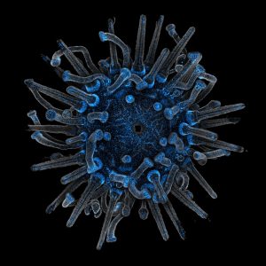 Lytechinus pictus sea urchin transgenic genetic line - Amro Hamdoun
