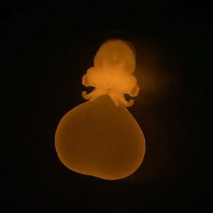 Sepia bandensis cuttlefish transgenic genetic line - Tessa Montague