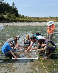 Survey of an eelgrass meadow at low tide by Mitch McCloskey and team.