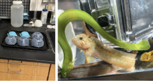 Lab equipment and gunnels