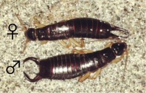 Female and male earwigs