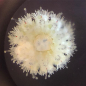 The underside of juvenile sea star (2 mm diameter) of the species Solaster stimpsoni. Red dots near the tips of the nascent arms are the eye spots.