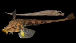 Live sturgeon poacher and CT scan of pygmy poacher