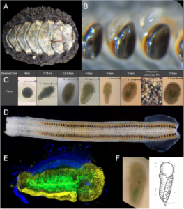 Figure 1: A) a chiton; B) the iron-clad teeth; C) developmental time series; D) the adult radula holding rows of teeth; E) confocal of larval chiton; F) a mid stage showing eye spots