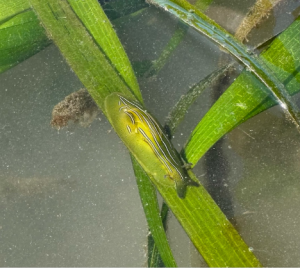 Phyllaplysia taylori on blade of eelgrass