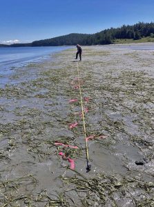 A long, thin measuring tape extends through eelgrass and fine sand at low tide toward Maddie Hollister, who is setting it up as a survey transect.