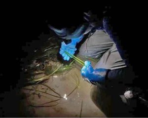 Winter low tides in the San Juan Islands are at night, so sampling eelgrass had to be done in the dark. Someone kneels in the mud wearing waders, blue gloves, and beanie, while examining green blades of eelgrass in the light from their headlamp.