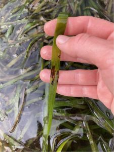 Just above a bed of eelgrass, a hand holds one green blade which exhibits the dark brown spots that are characteristic of eelgrass wasting disease lesions.