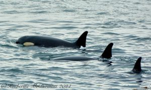 3 female orca dorsal fins peeking out of the water